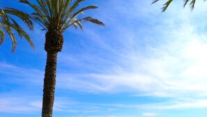 Escena de playa con una palmera y dos sillas de playa mirando al océano.