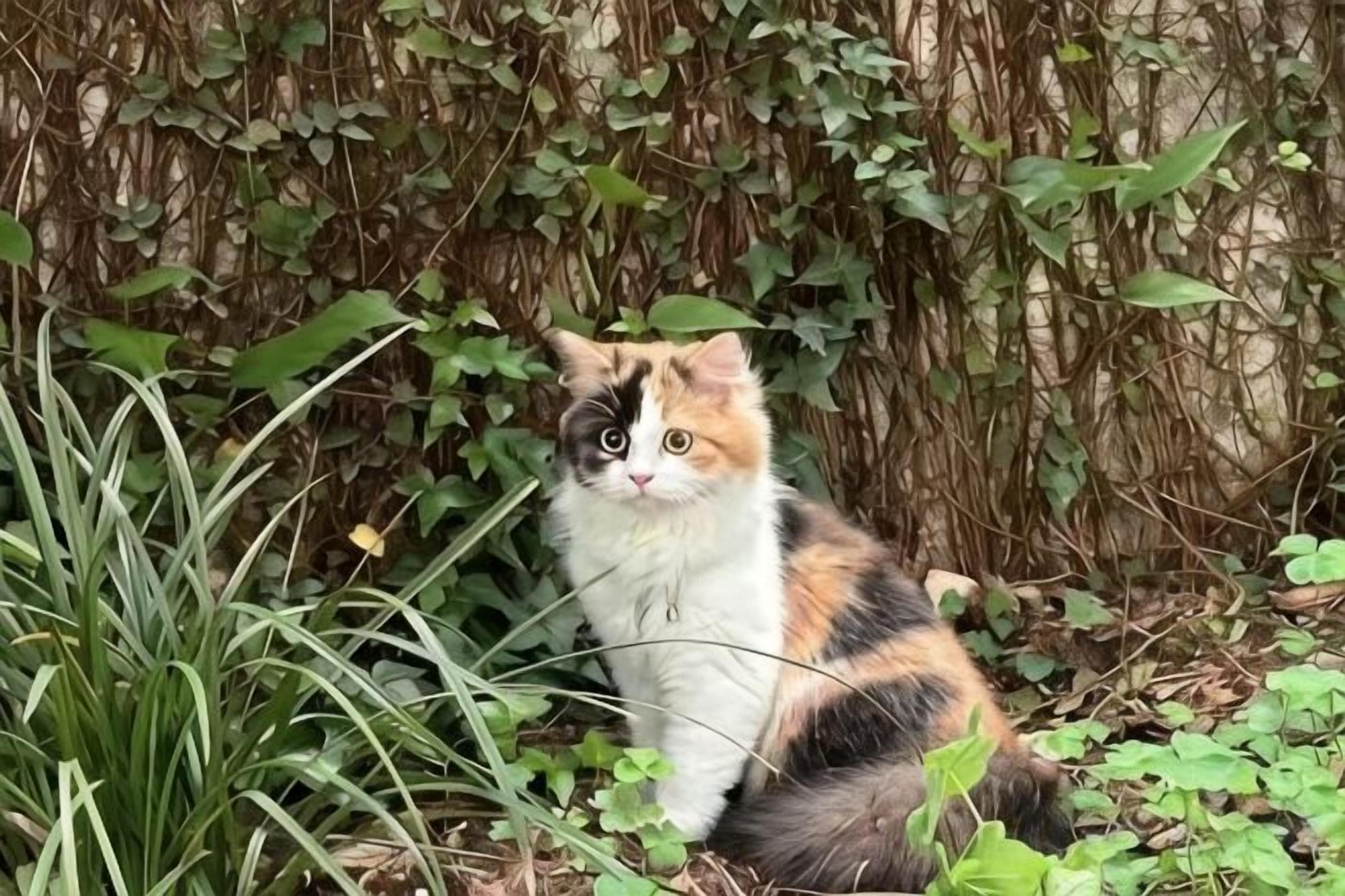 A cat sitting among greenery.