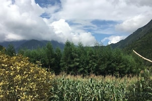 Un paisaje montañoso con un bosque denso y un campo de cultivos.