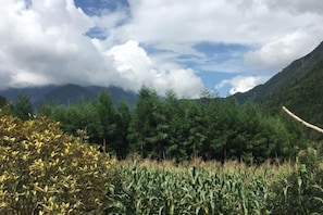 A mountainous landscape with dense forest and a field of crops.