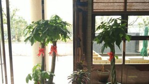 A room with large windows, potted plants, and a view of the outside. - The Tophams Hotel Suez (Wenzhou)