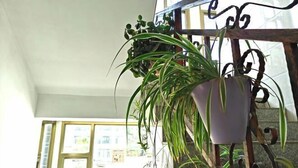 Una scala con ringhiera in ferro battuto, una pianta in vaso e vista all'esterno attraverso una finestra.