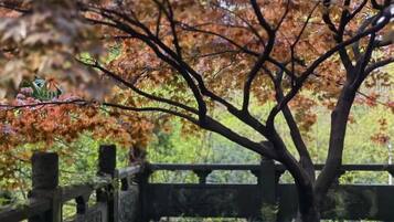Un árbol con follaje otoñal detrás de una valla de madera.