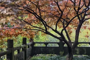 Un árbol con follaje otoñal detrás de una valla de madera.