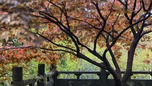 A tree with autumn leaves in a garden setting. - Tashan Hotel Pujiang (Pujiang)