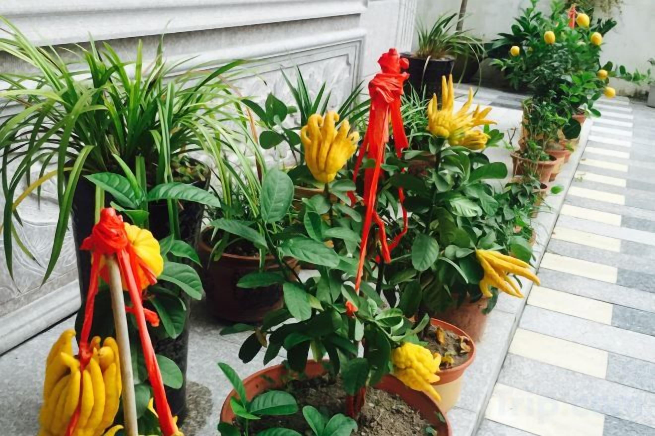 Potted plants with yellow flowers and red ribbons, arranged on a tiled floor.