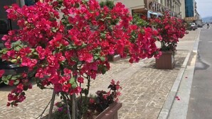 A row of bougainvillea plants along a sidewalk in a commercial area. - Huanqiu Hotel (Ninghai)