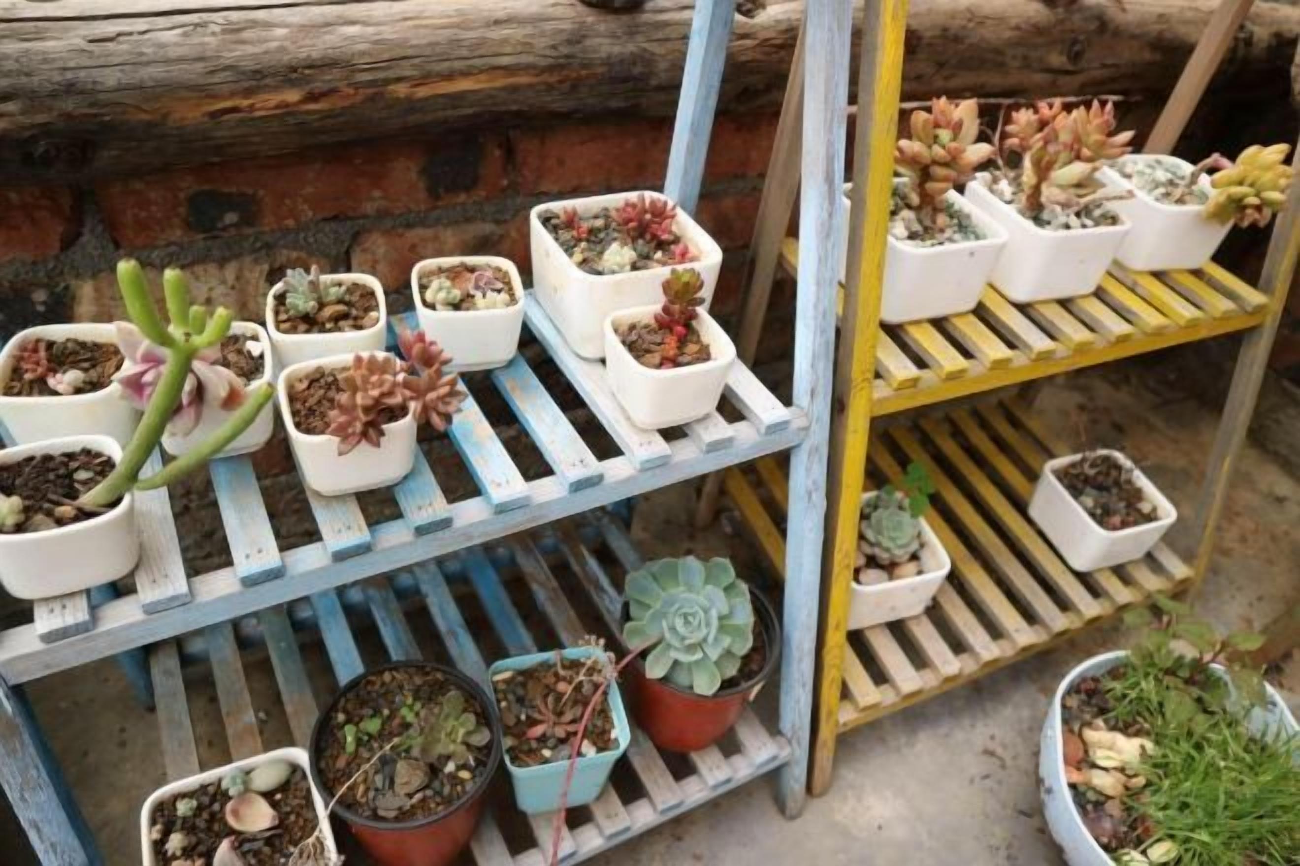 A wooden shelf with various potted plants.