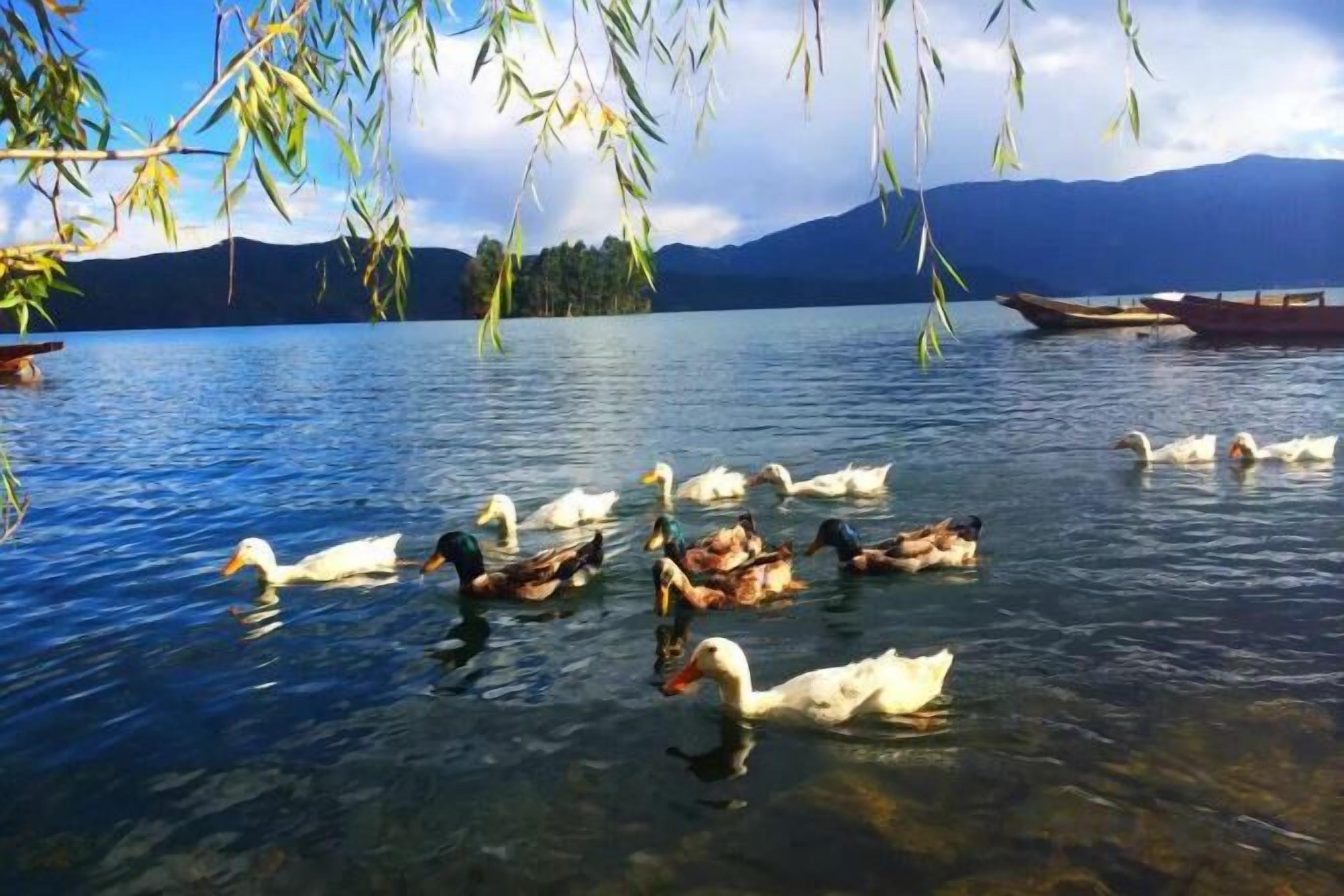 A lake with ducks swimming, boats on the water, and mountains in the background.