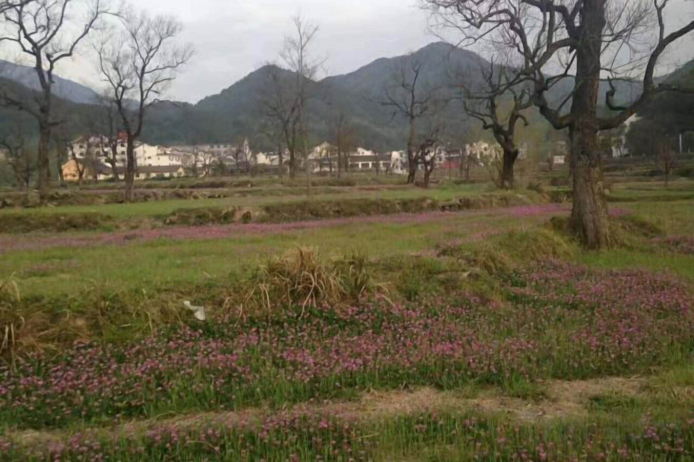 A rural landscape with a field of purple flowers, trees, and mountains in the background.