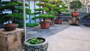 Un patio con varios bonsáis en macetas, una gran jardinera de piedra con plantas verdes y un edificio con fachada azul al fondo.