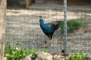 A peacock inside a wire enclosure with a gravel ground. - Shanghai Hongzhu Garden Hotel (Shanghai)