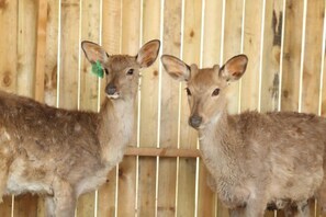 Two deer in a wooden enclosure with vertical slats. - Shanghai Hongzhu Garden Hotel (Shanghai)