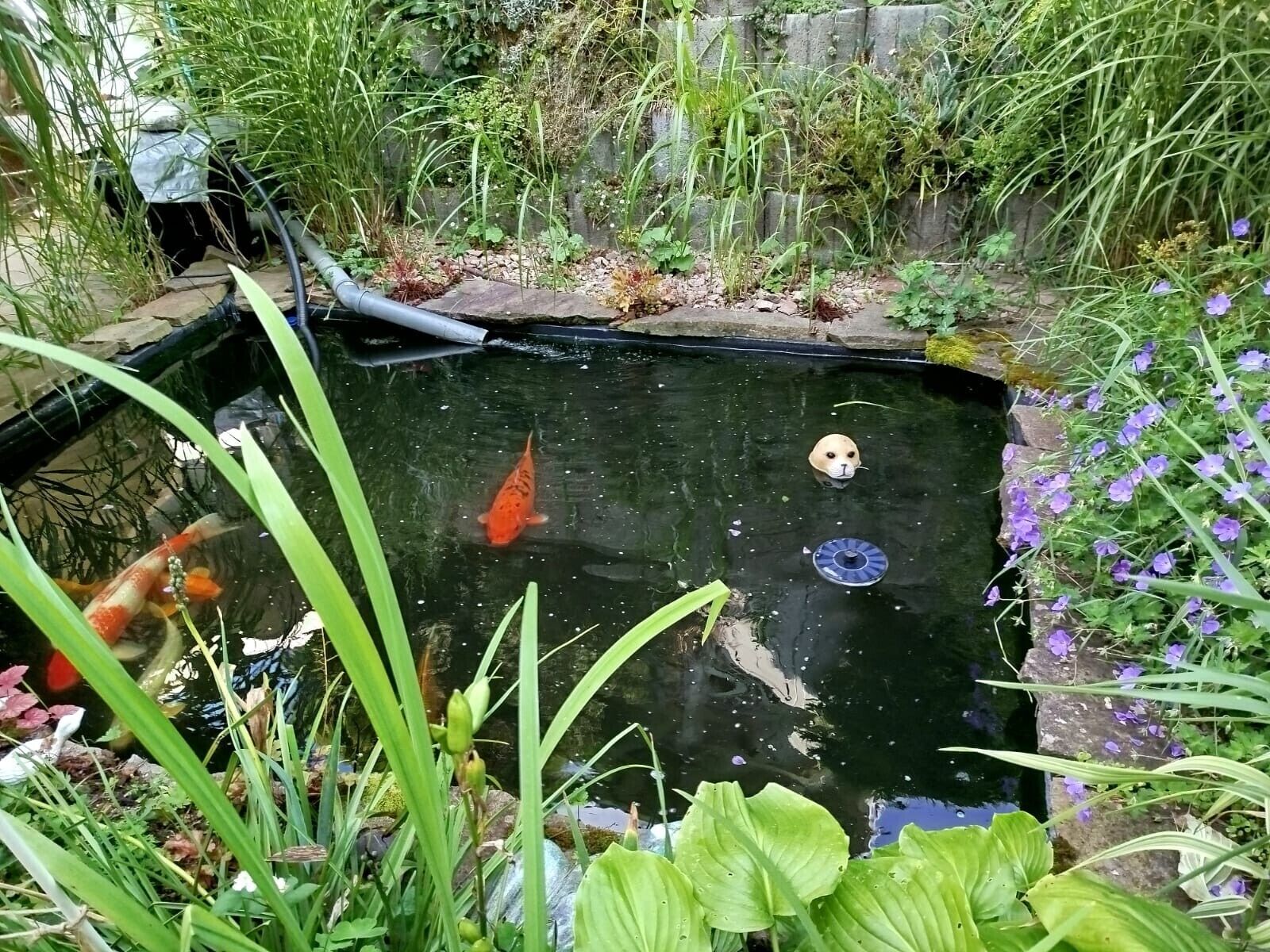 A koi pond with fish, surrounded by lush greenery and flowers.