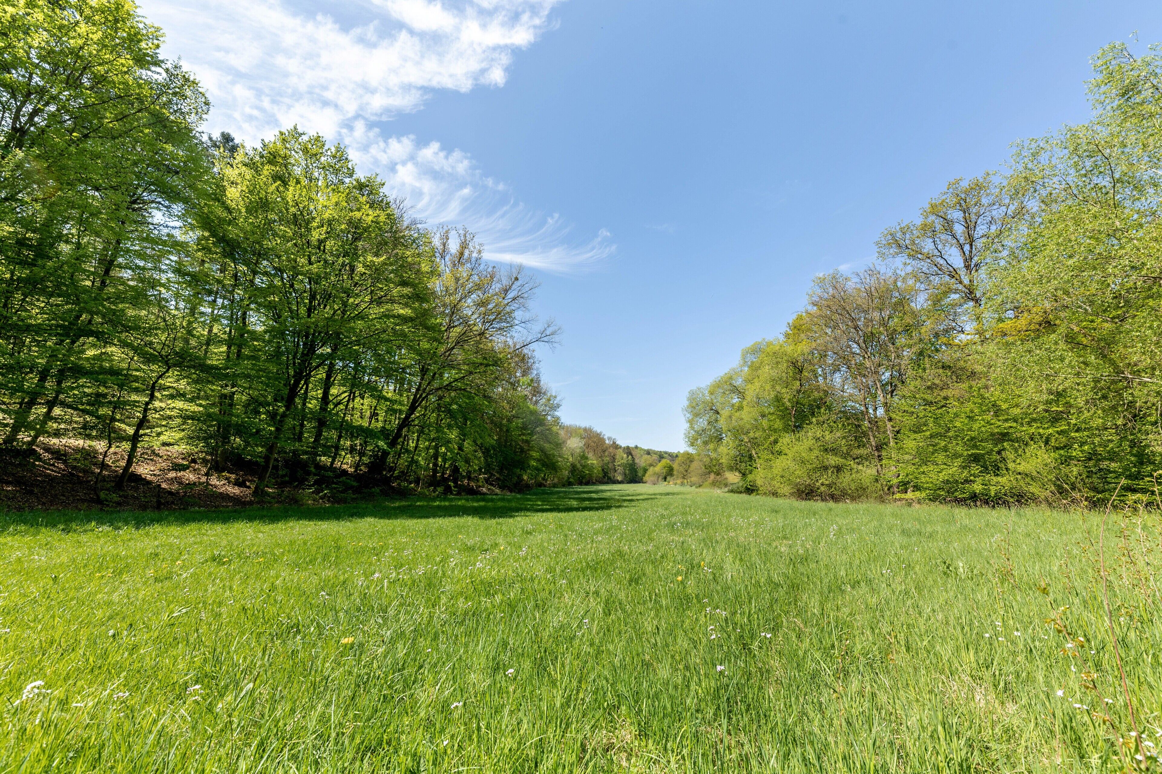 A grassy field with trees and a clear sky.