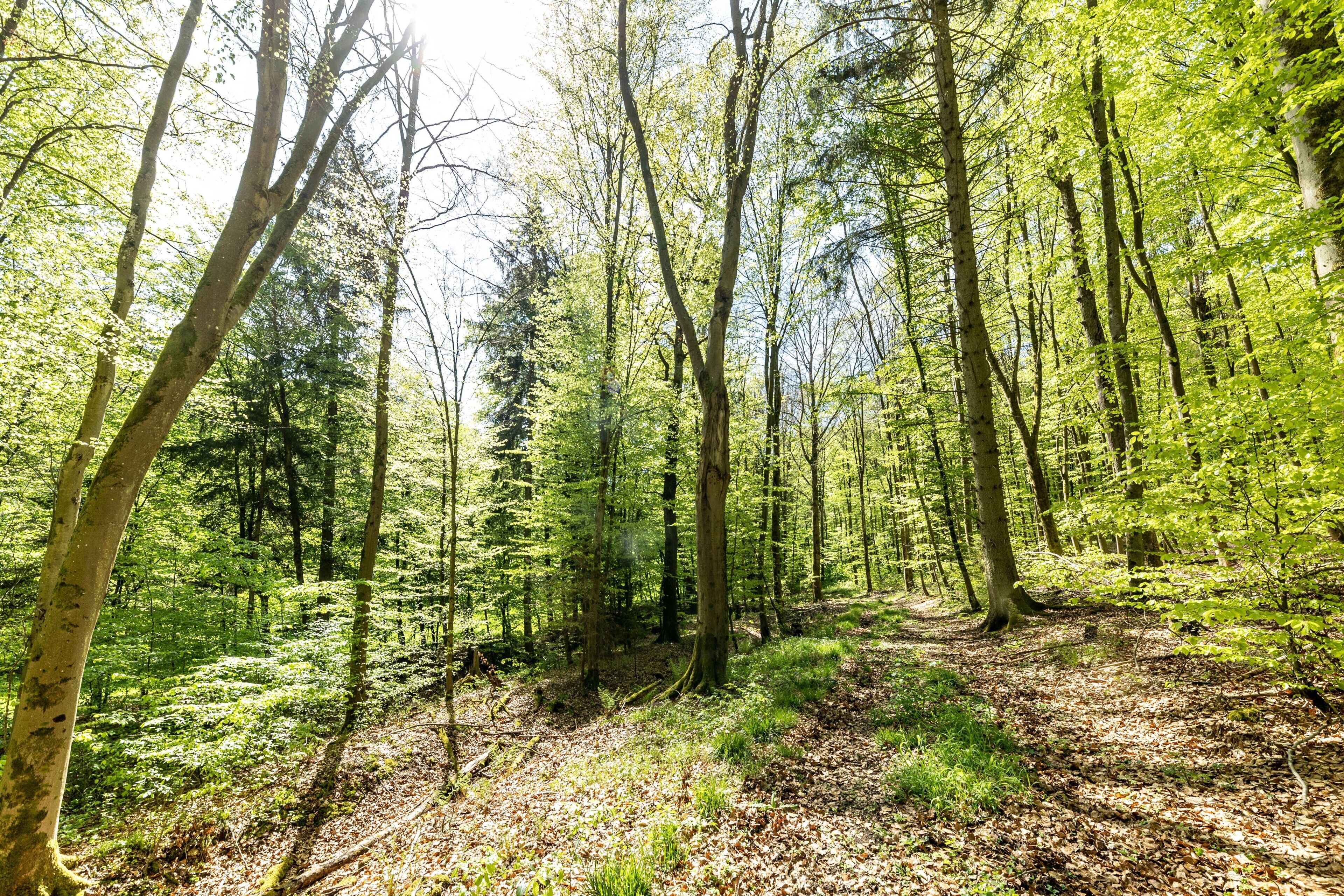 Ein Wald mit hoch aufragenden Bäumen und einem mit Laub bedeckten Boden.