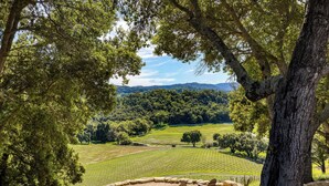 A vineyard with rows of grapevines, a stone seating area with chairs and tables, and a large tree in the foreground. - Private Paso Robles Vineyard Stay w Pool, Trails & Wine Views | Rancho de Robles (Paso Robles)