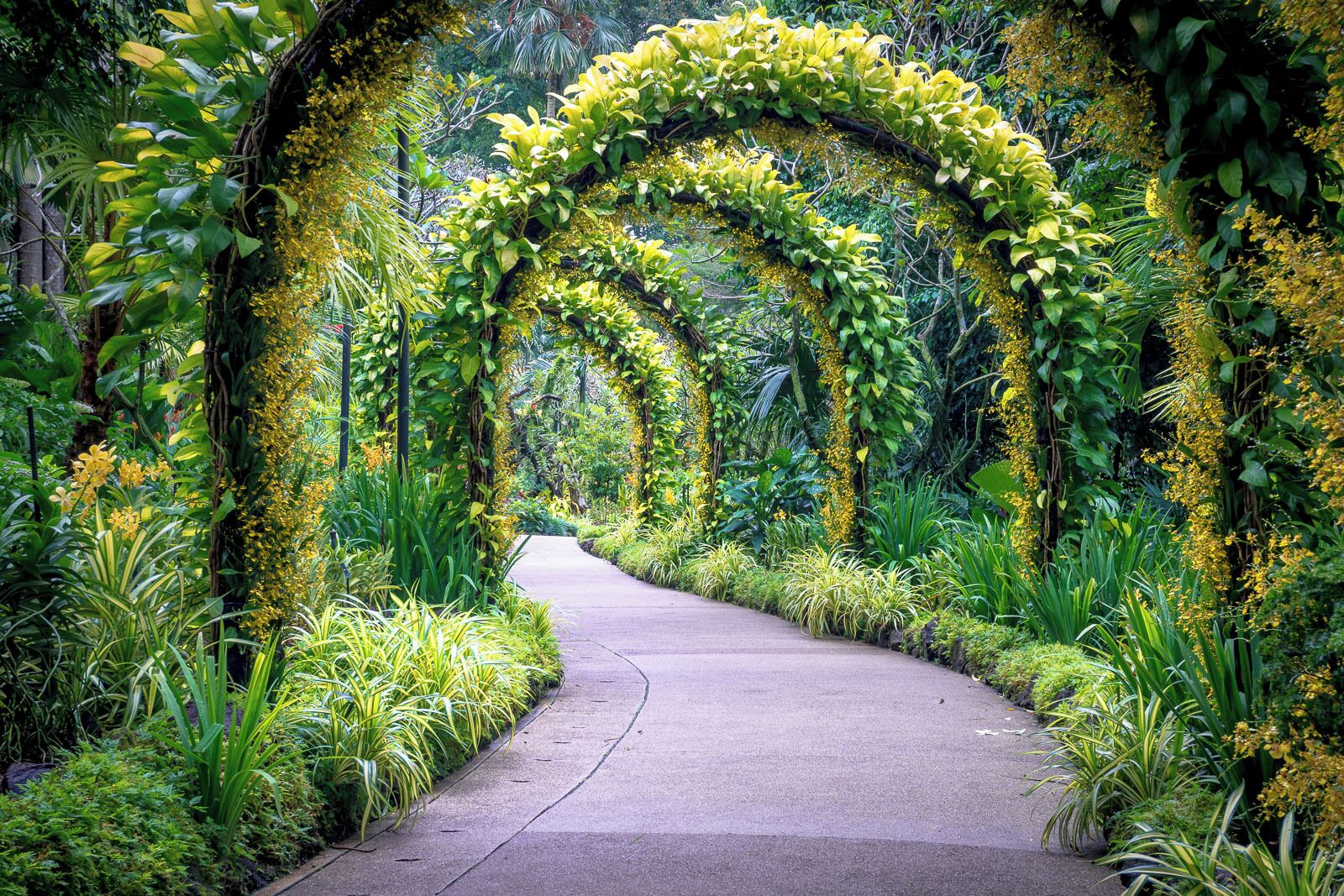 A pathway flanked by lush greenery and yellow flowering vines.