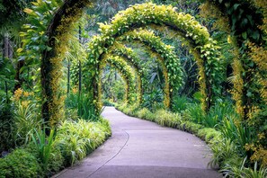A pathway flanked by lush greenery and yellow flowering vines. - Charming 1 Bedroom Quaint Apartment (Brooklyn)