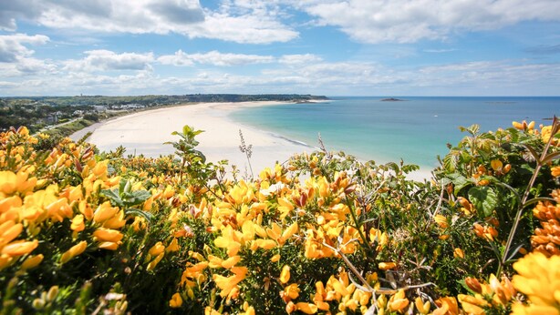 Ein Strand mit klarem türkisblauem Wasser und sandigem Ufer, umgeben von üppiger Vegetation und gelben Blüten.