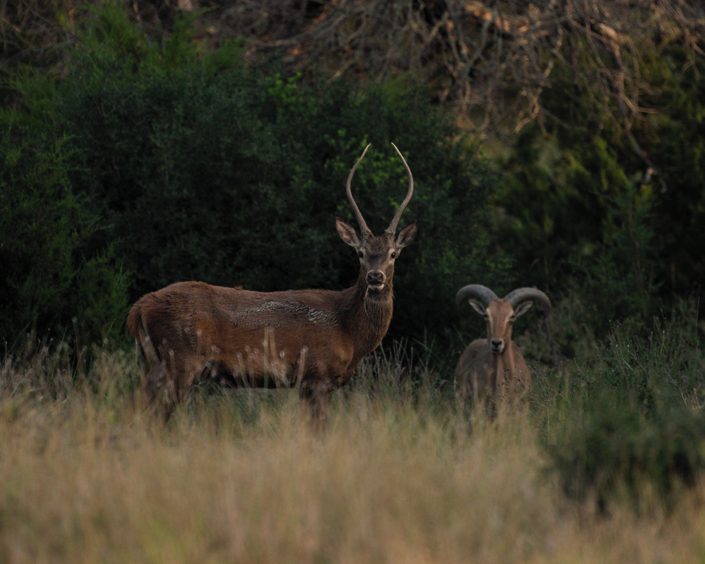 A deer with antlers standing in a grassy field with dense trees in the background.