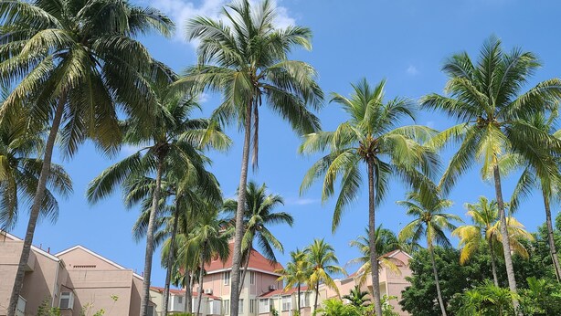 A residential area with multiple palm trees and houses with red roofs. - Fisherman's Point Ocho Rios (Ocho Rios)