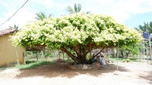 Interior - Attale Resort (Bundala)