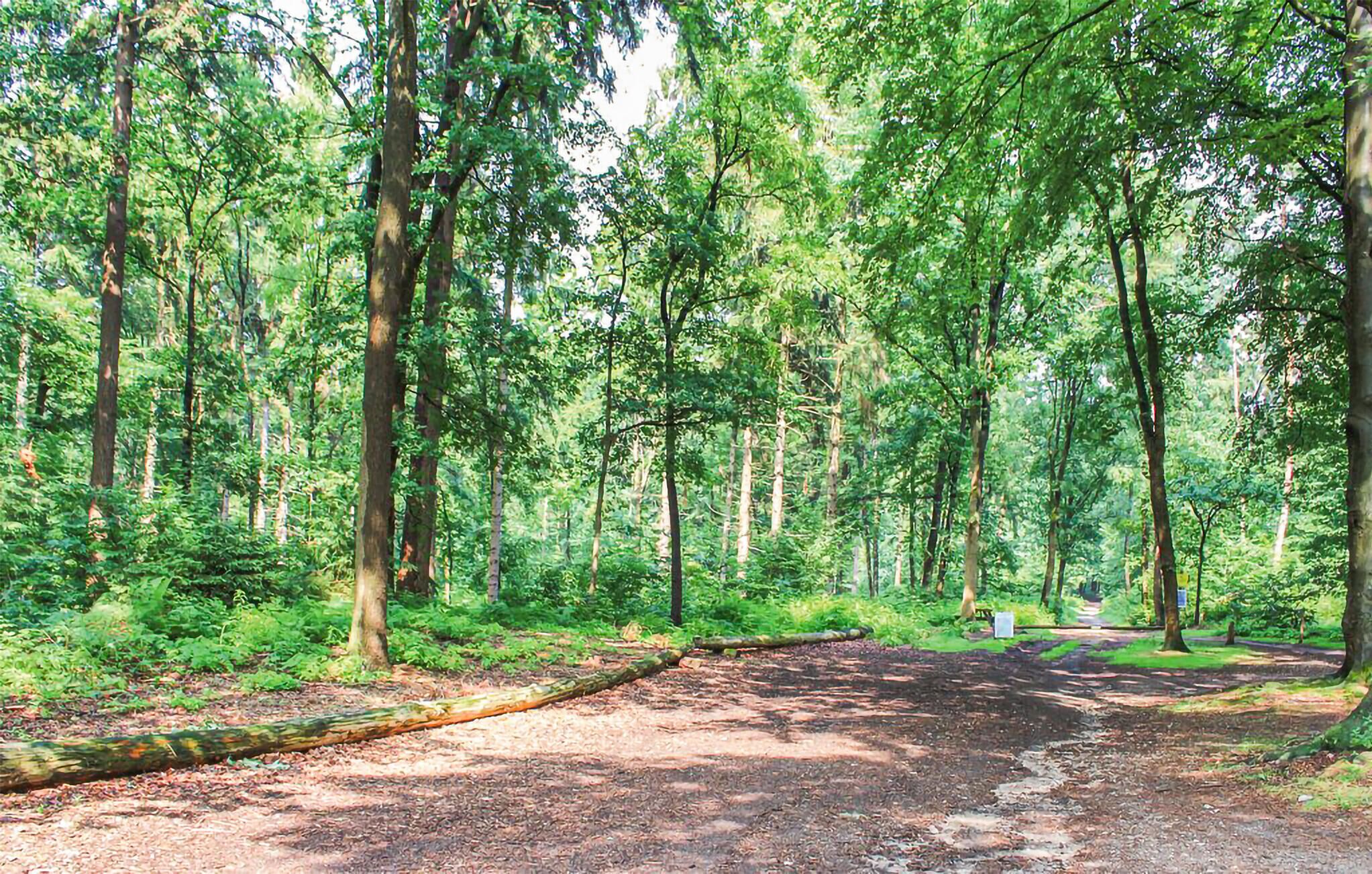 Une zone boisée avec un sentier de terre.
