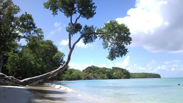 Une plage à l’eau claire, un arbre penché et, au loin, une île couverte de forêts.