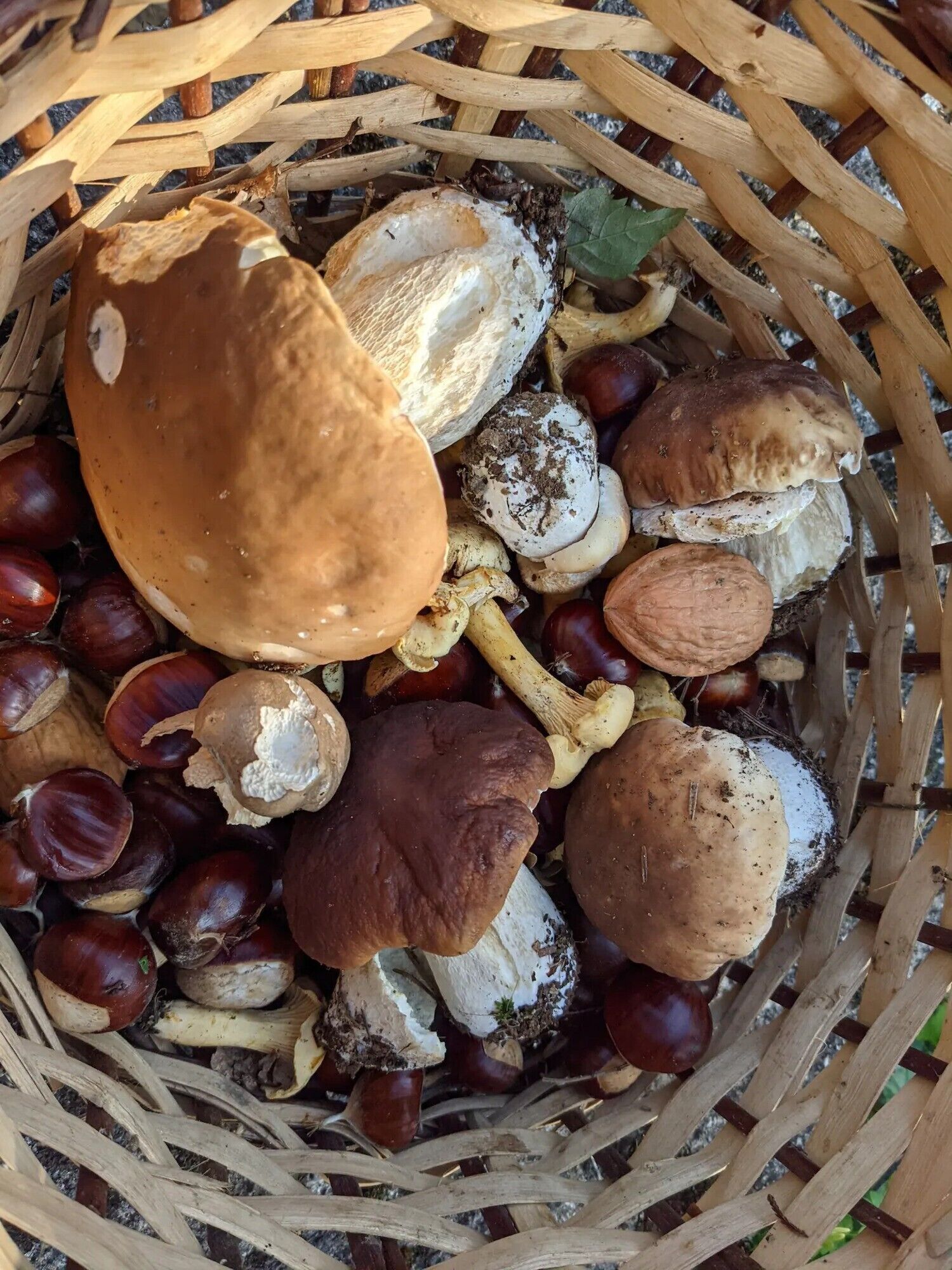 Ein Korb mit Kastanien, Pilzen und einem Stück Brot.