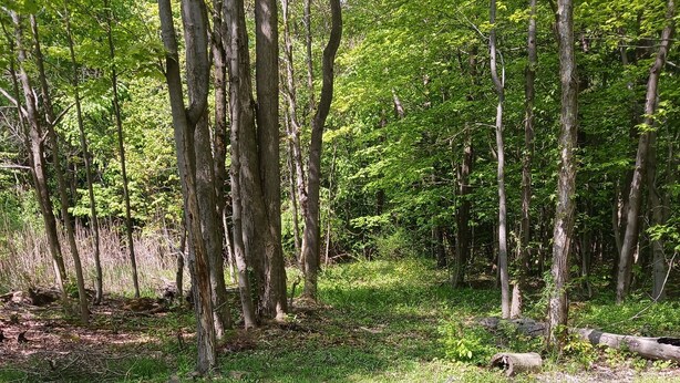 Ein bewaldetes Gebiet mit einem Feuerkorb, umgeben von grünen Kunststoffstühlen.