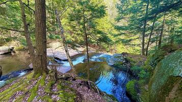 A forested area with a stream flowing over rocks.