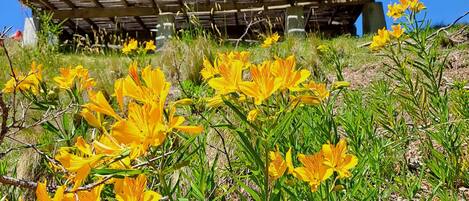 Detall de l'exterior