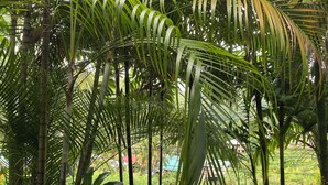 A lush indoor garden with various tropical plants and a visible water feature.