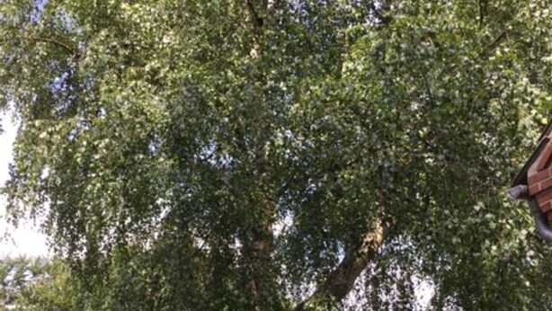 Un grand arbre se dresse dans une zone herbeuse, à proximité d’une petite construction en bois.