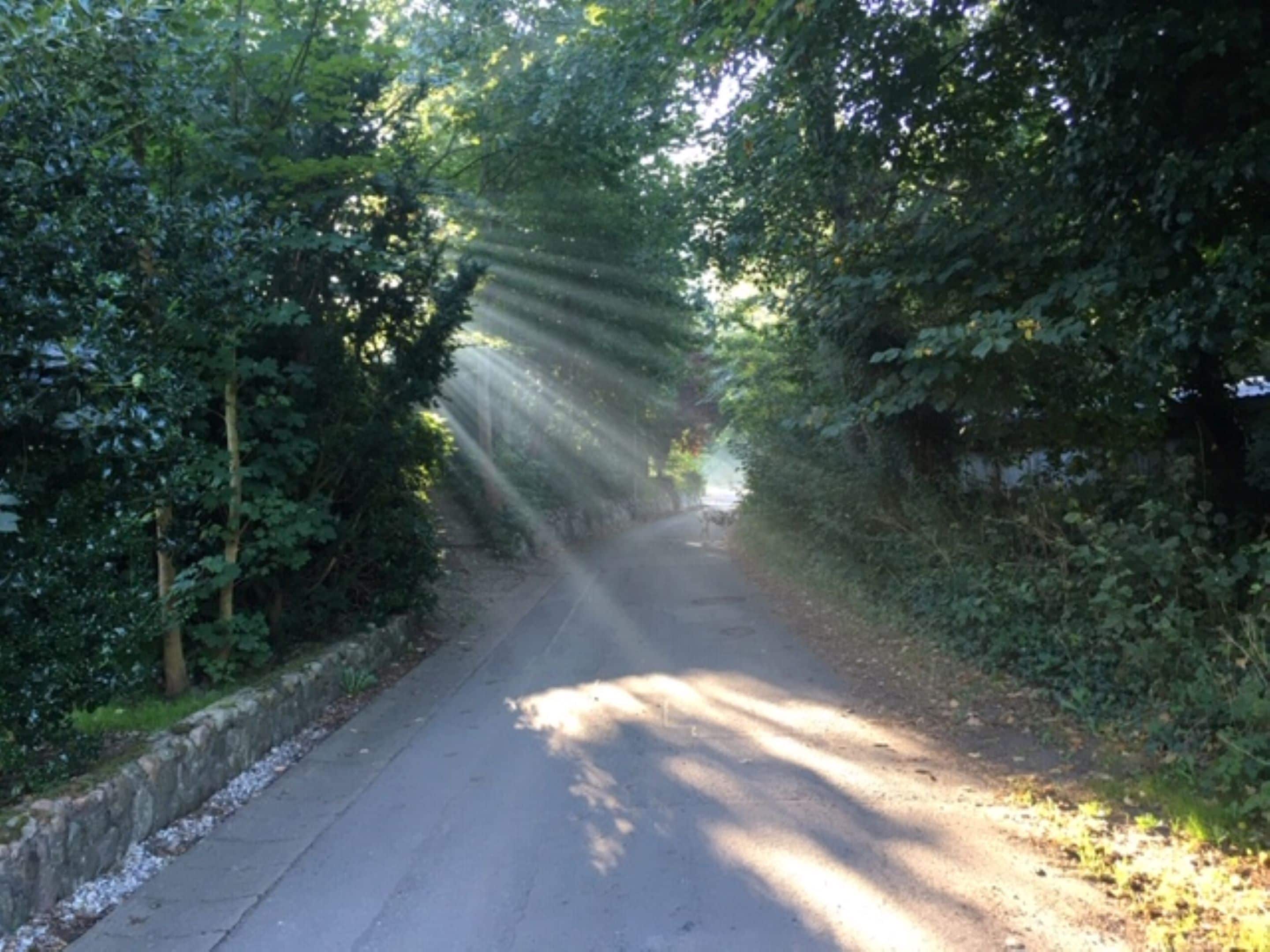 A narrow road flanked by dense foliage, with sunlight filtering through the trees.