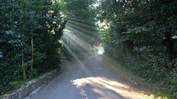 A narrow road flanked by dense foliage, with sunlight filtering through the trees.