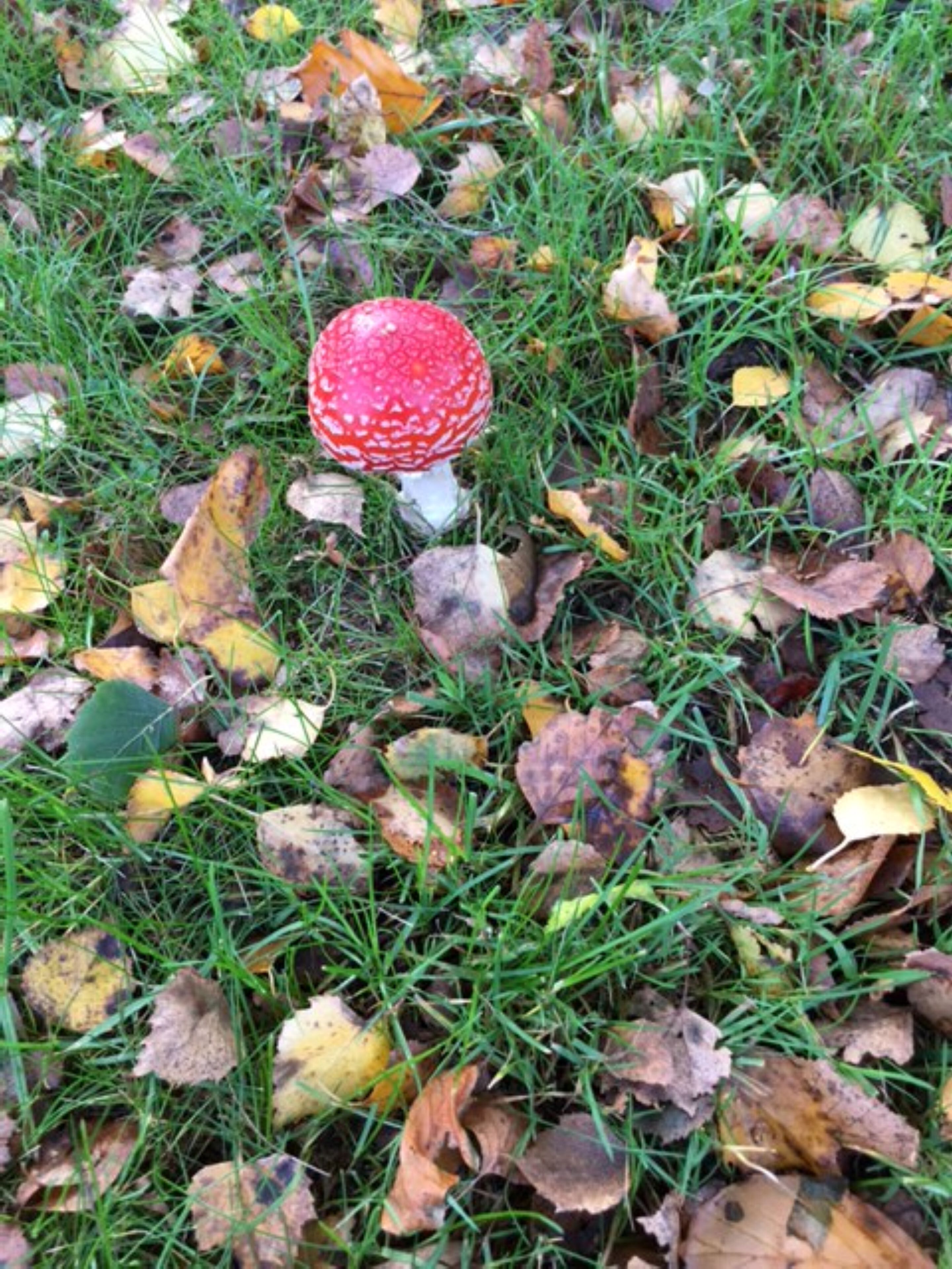 A mushroom growing among fallen leaves and grass.
