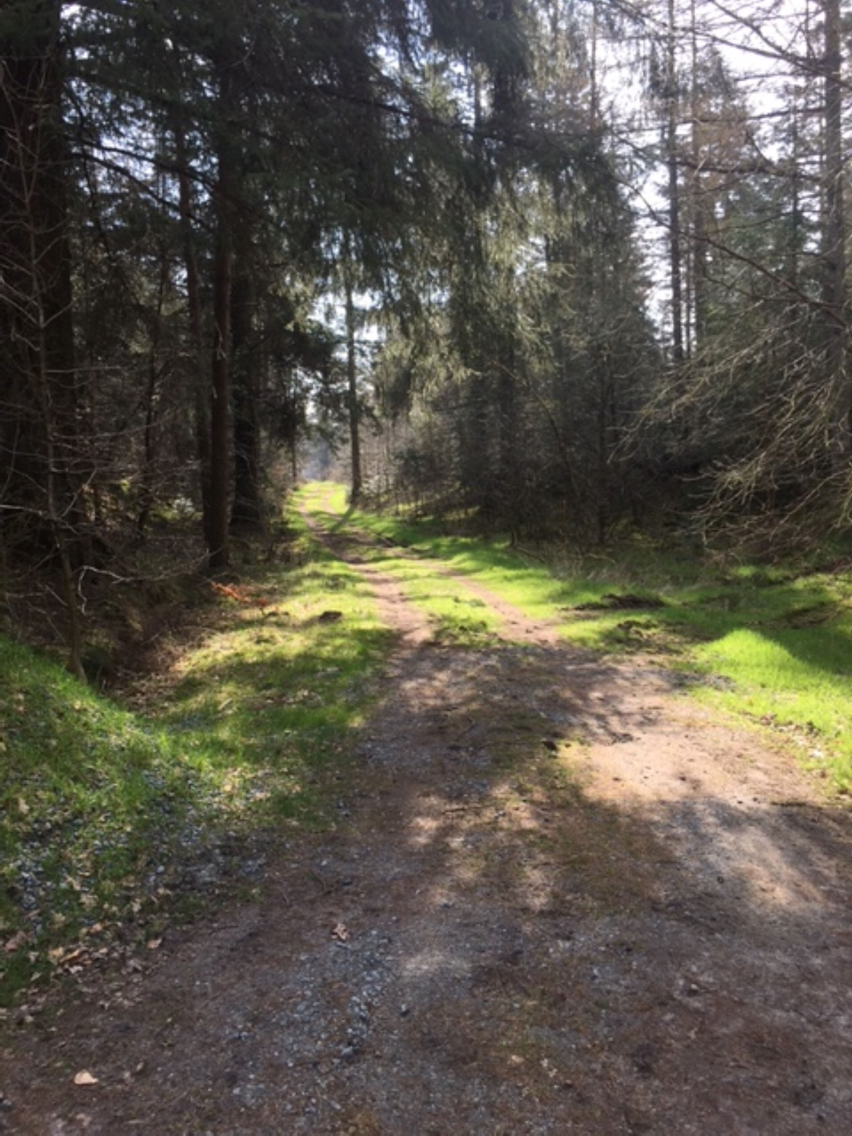 Un sentier bordé d’arbres denses, qui traverse une forêt et se transforme en chemin de terre.