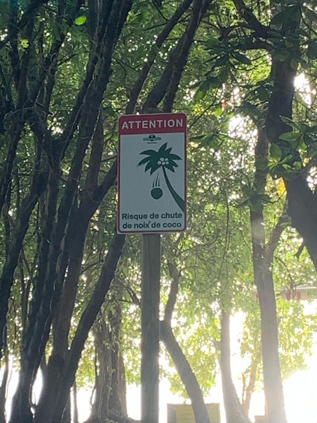 Señal de advertencia sobre el riesgo de cocos que caen en un entorno tropical.