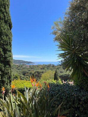 Stroll through a serene garden featuring a variety of lush plant species and a distant coastline view.