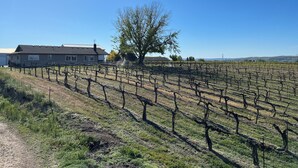 A vineyard with rows of grapevines, a building, and a tree. - Vineyard views at Dichotomy Vineyards guest house in the Yakima Valley (Outlook)