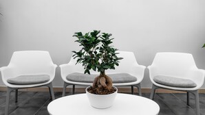 Een bonsaiboom in een pot op een witte tafel, met grijze kussens op witte stoelen op de achtergrond.