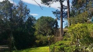 A grassy outdoor area with trees and a lamp post.