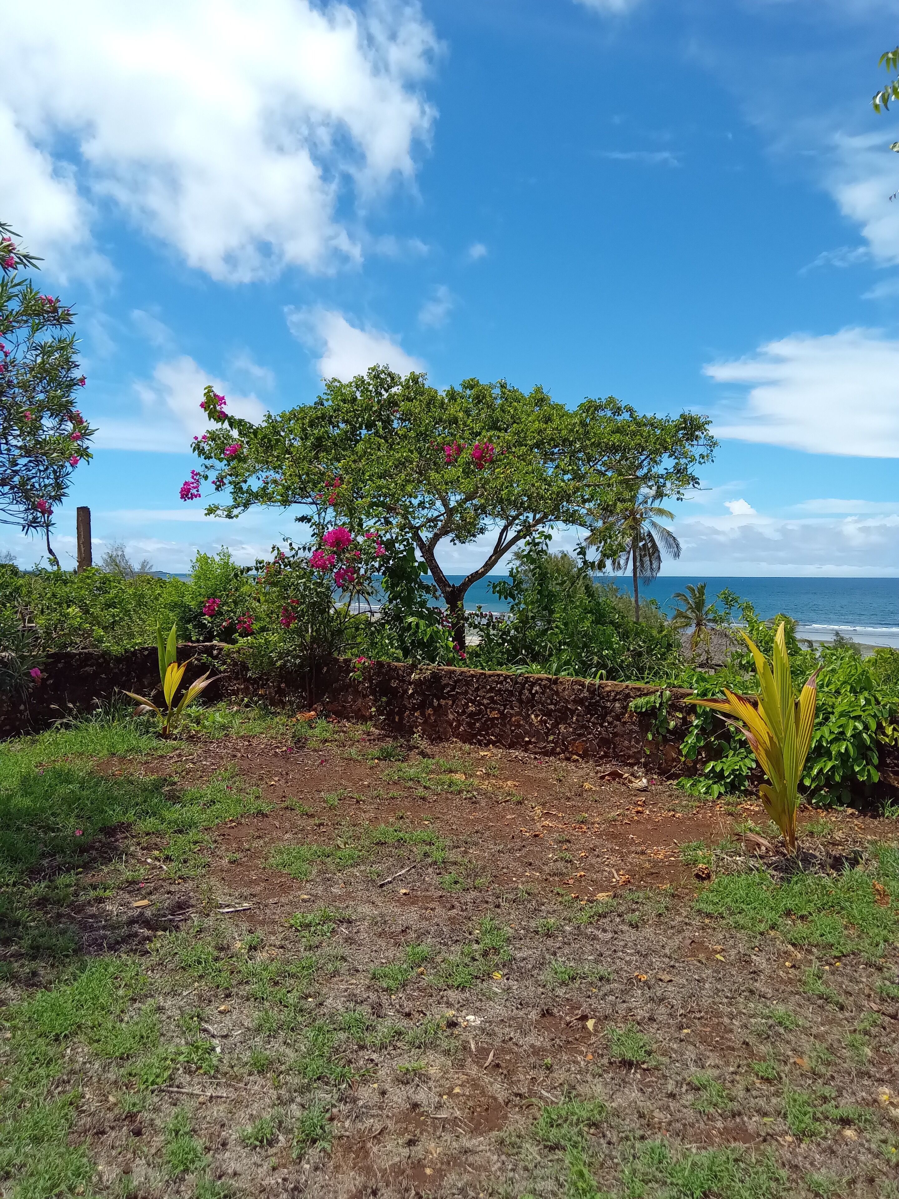 A garden with a tree, a stone wall, and a view of the ocean.