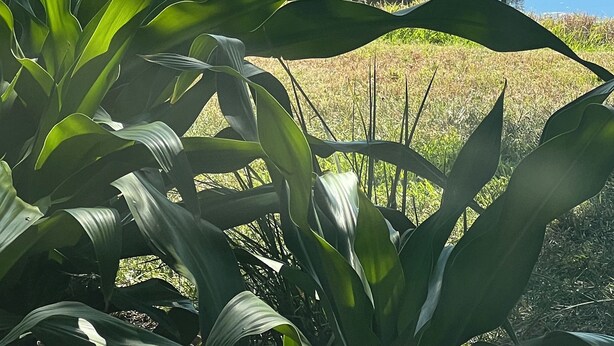 Un étang avec des canards, entouré d’herbe et de plantes.