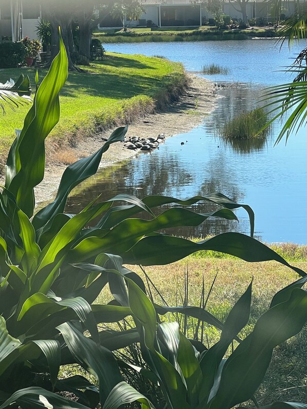 Property grounds - Tropical Villa in award winning Golf community located in the heart of Venice Fl (Venice)