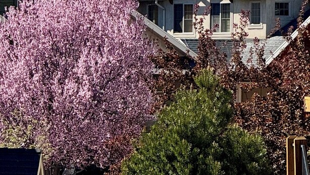 Una casa amb una muntanya de fons, i un arbre de flors roses ben visible al primer pla.