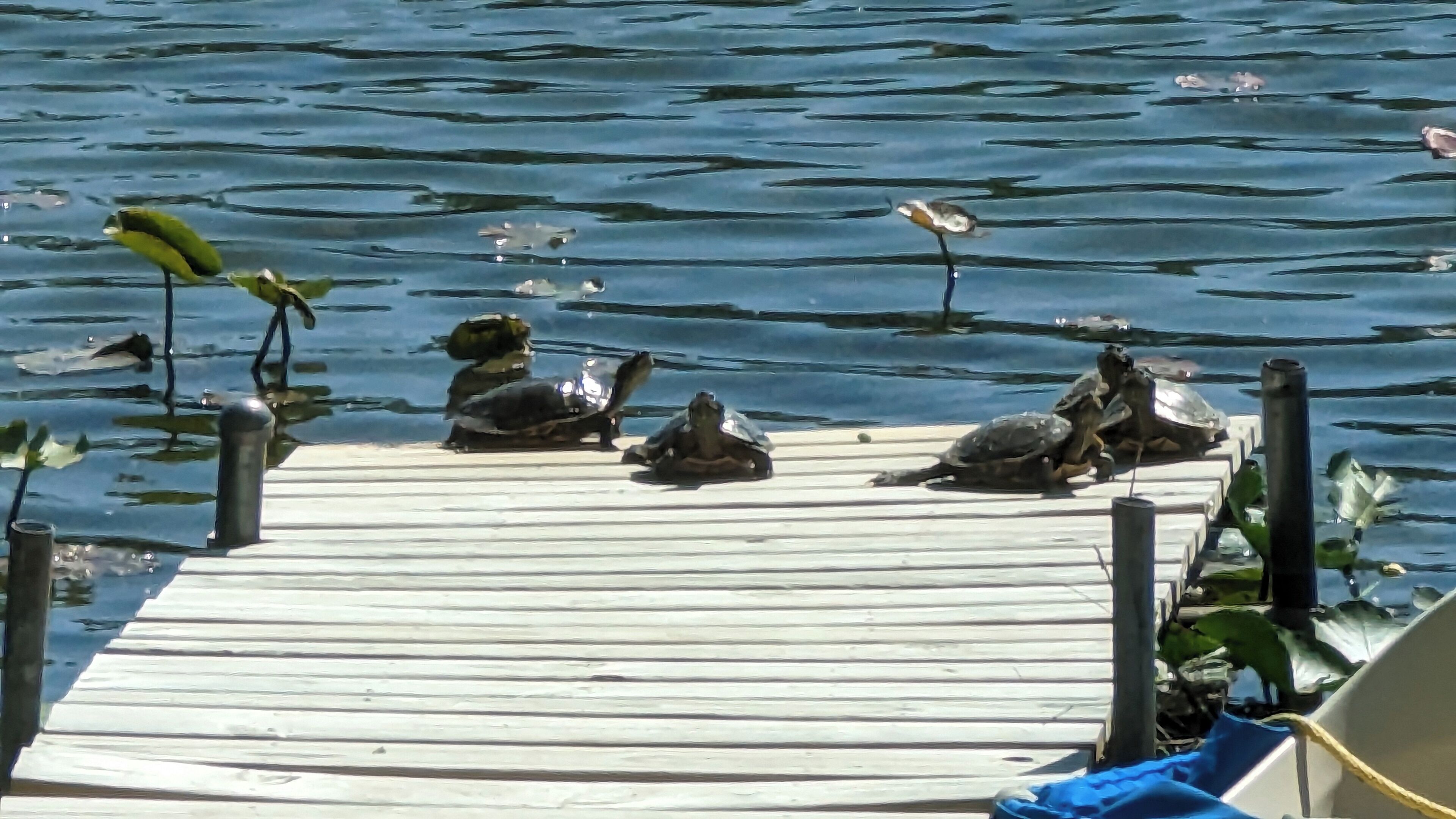 A wooden dock with turtles on it.