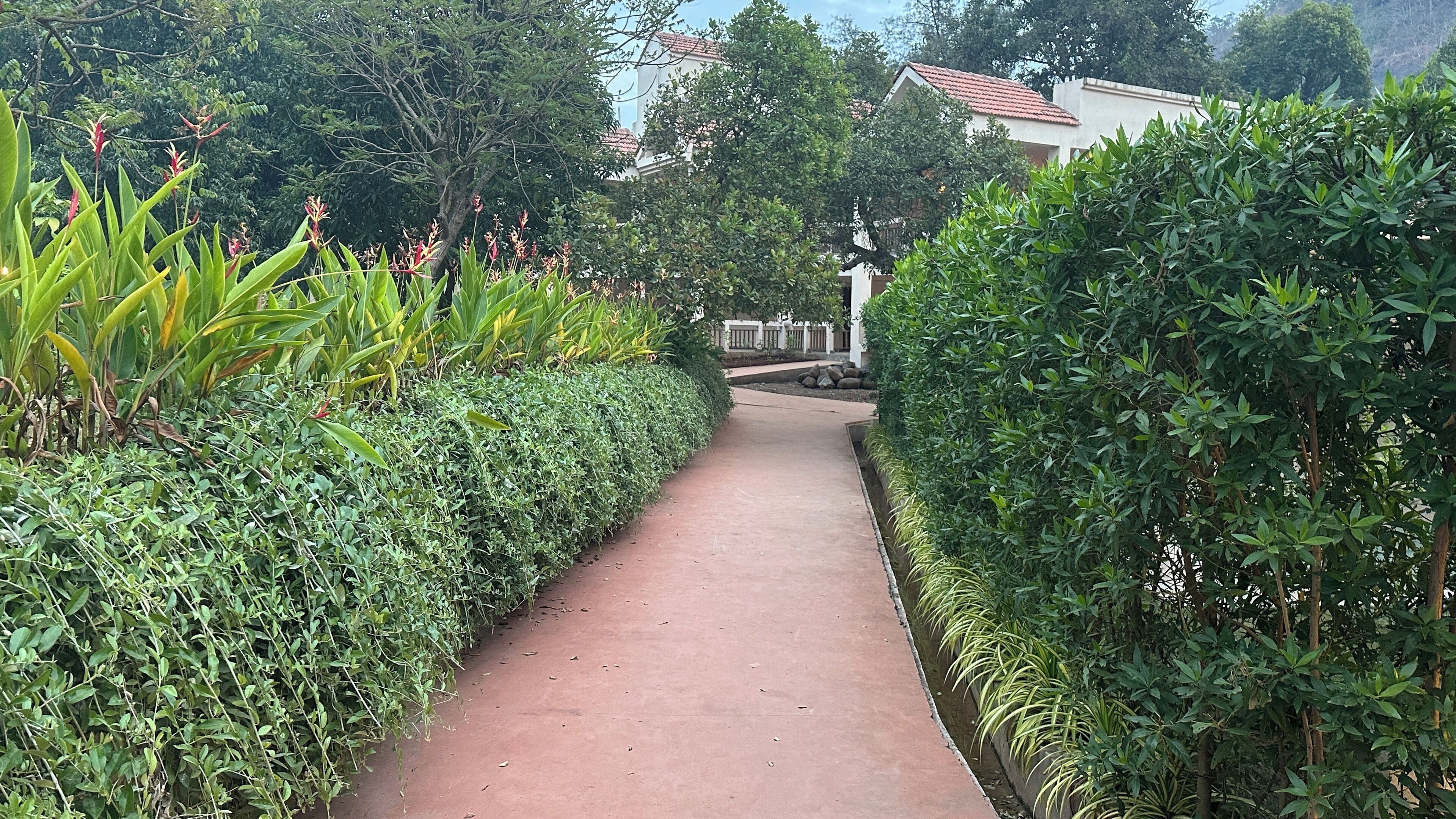 Un sendero bordeado por vegetación exuberante y un edificio al fondo.